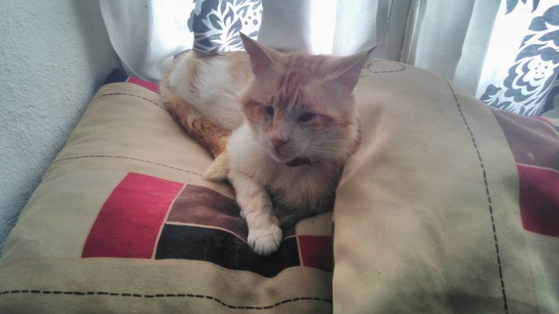 Foto Miko