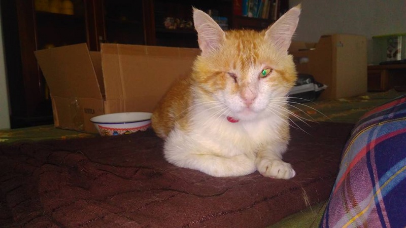 Foto Miko