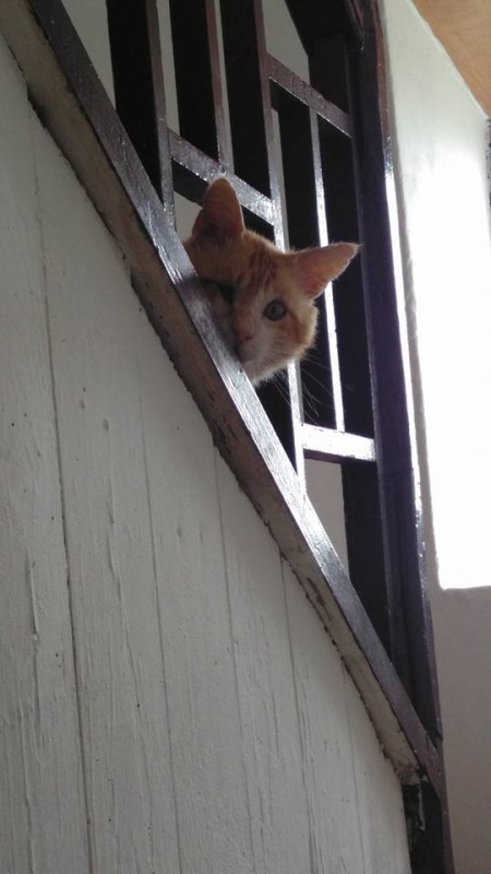 Foto Miko