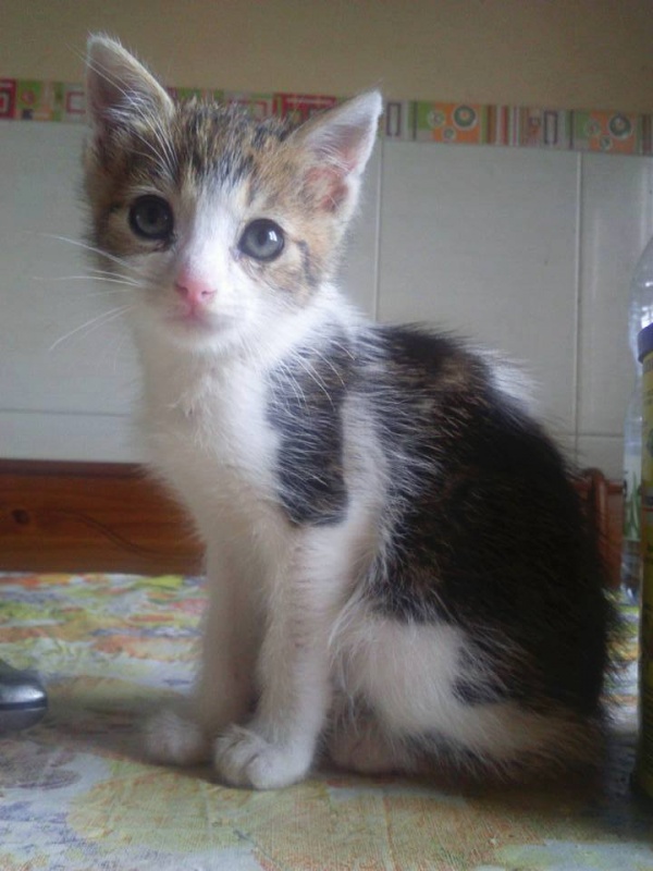 Foto Brauni