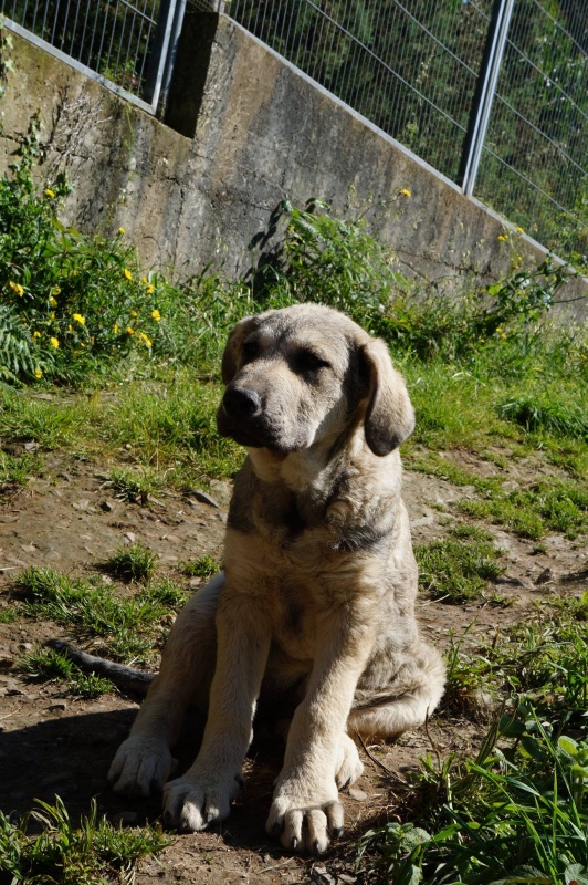 Foto Onza