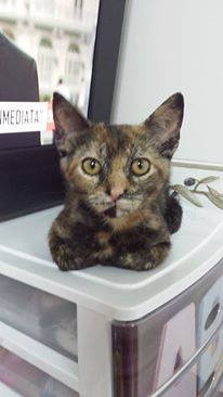 Foto Kitty