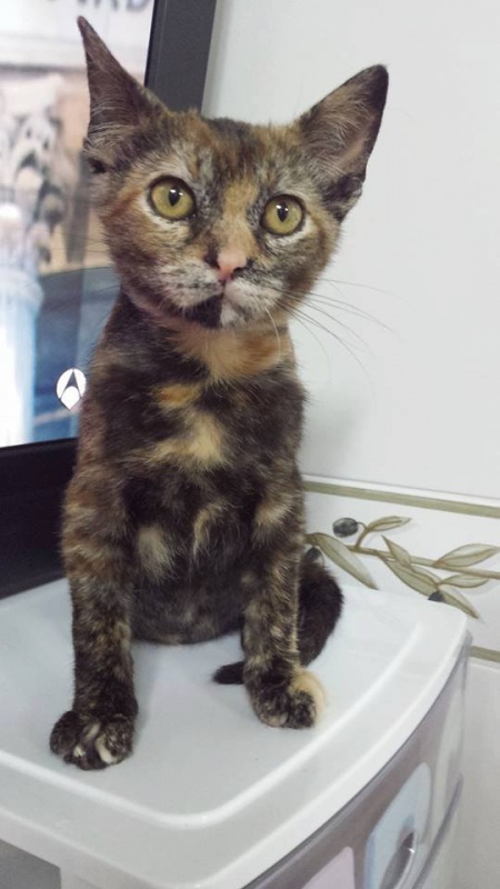 Foto Kitty