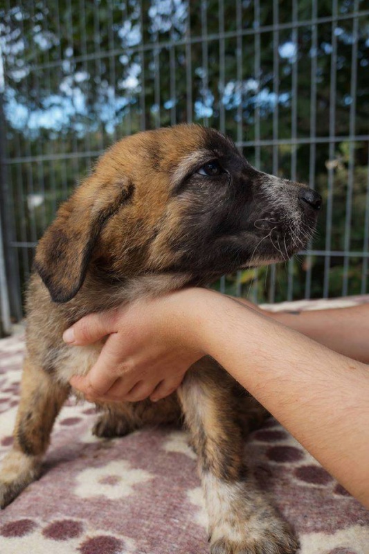 Foto Maya