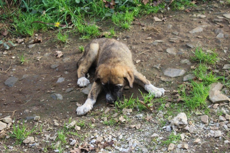 Foto Maya