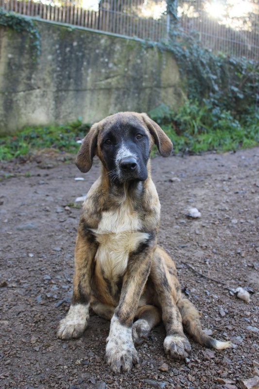 Foto Maya
