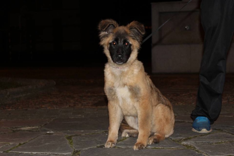 Foto Shandy