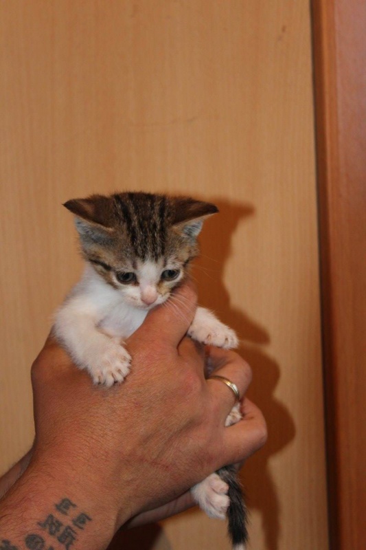 Foto Shaki