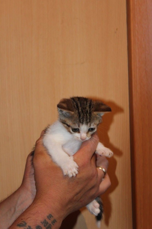 Foto Shaki