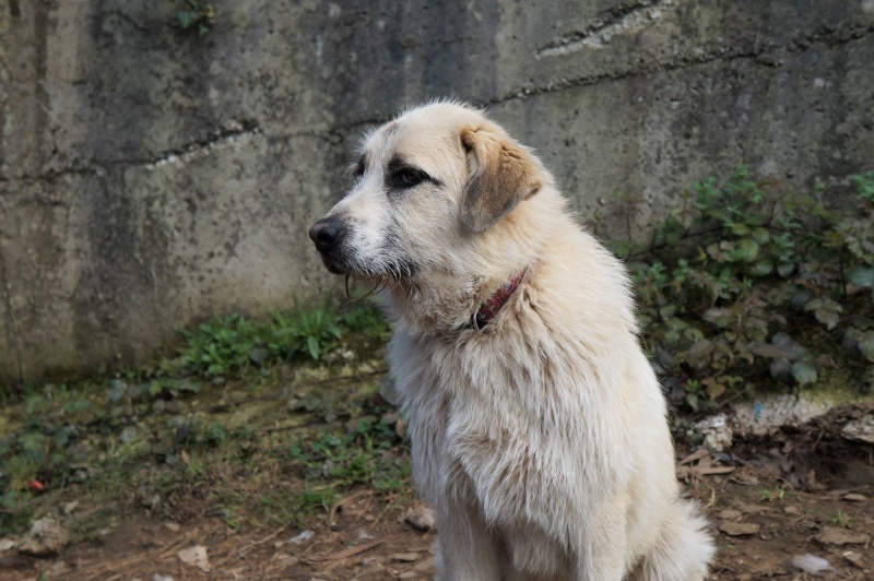 Foto Nuko
