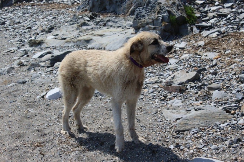 Foto Nuko