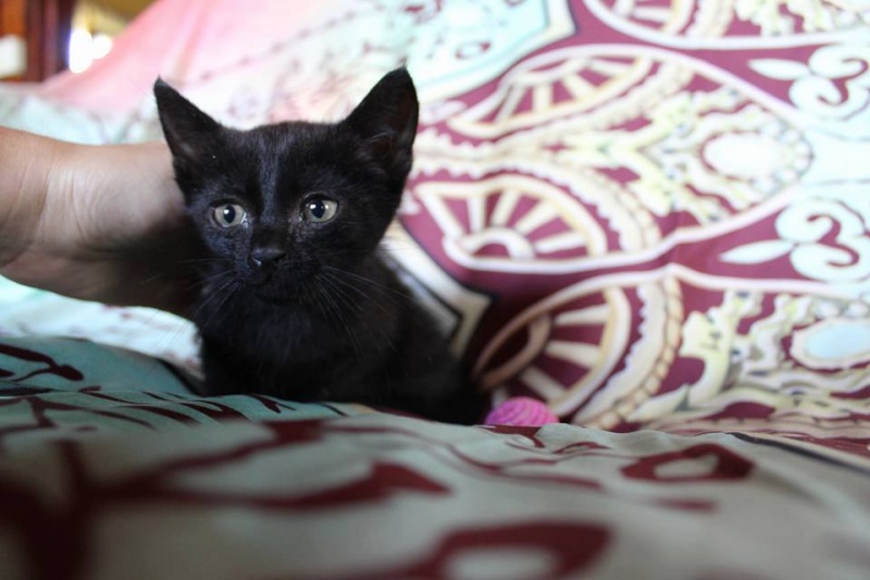 Foto Coquito