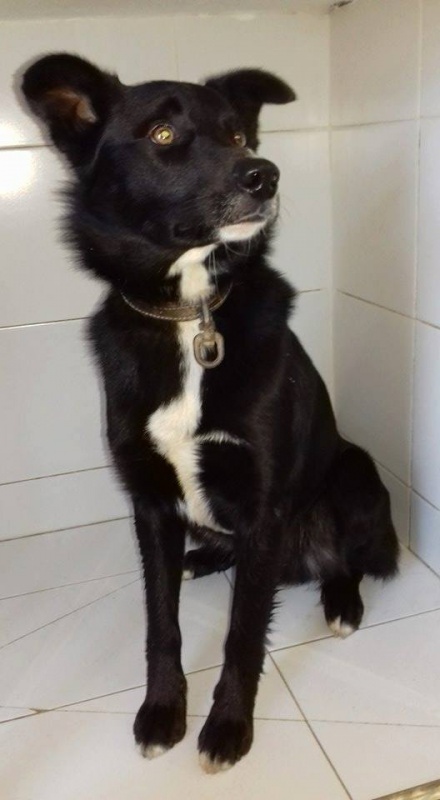 Foto Benji