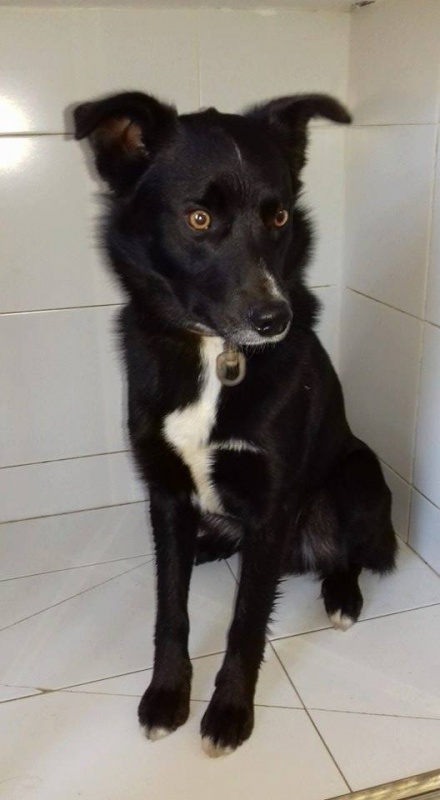 Foto Benji