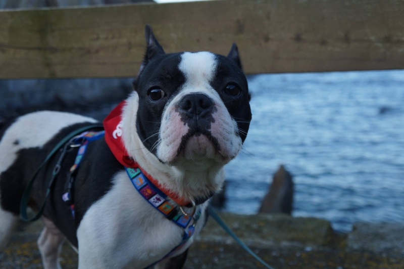 Foto Floki