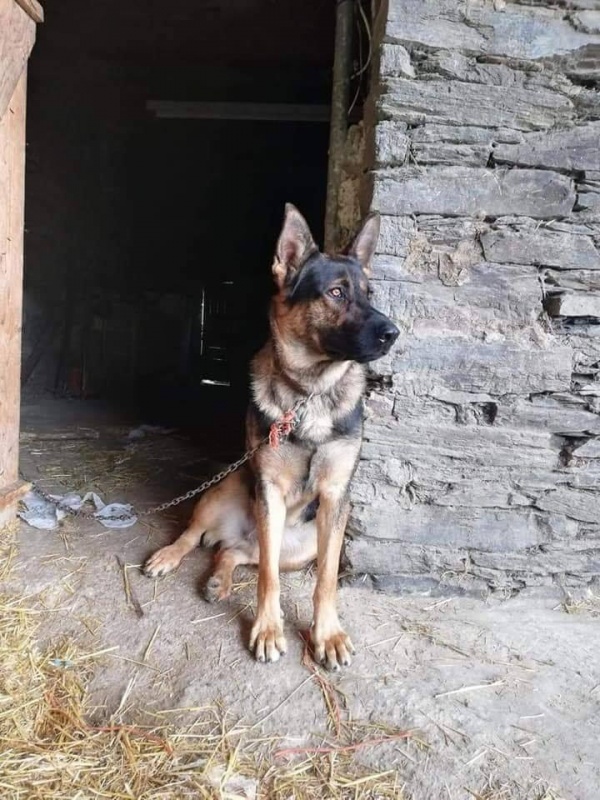 Foto Yaki