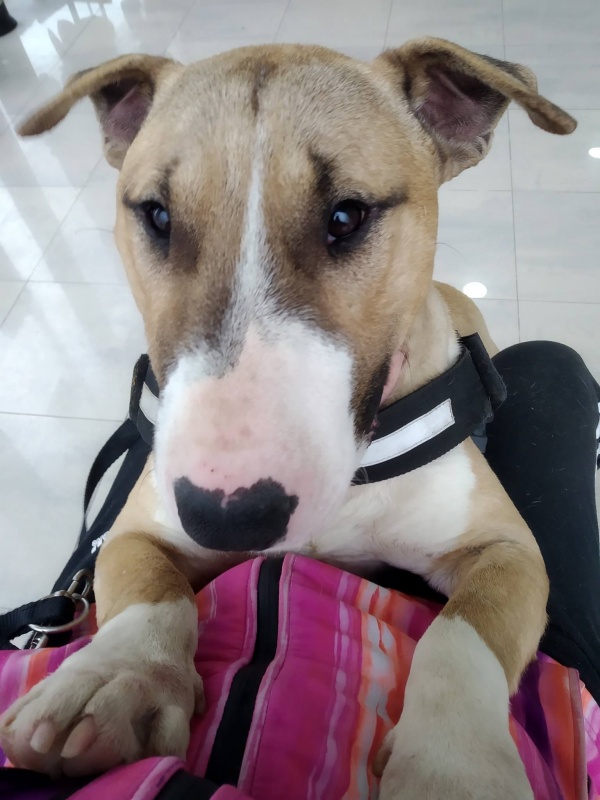 Foto Tyson