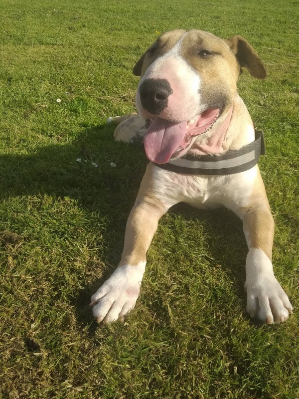 Foto Tyson