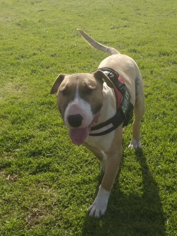 Foto Tyson