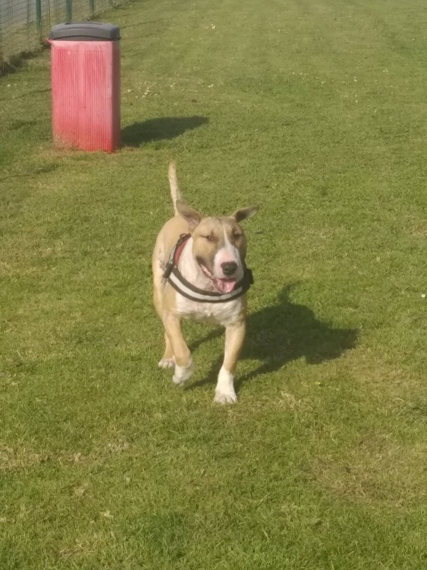 Foto Tyson