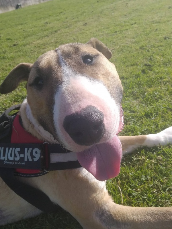 Foto Tyson