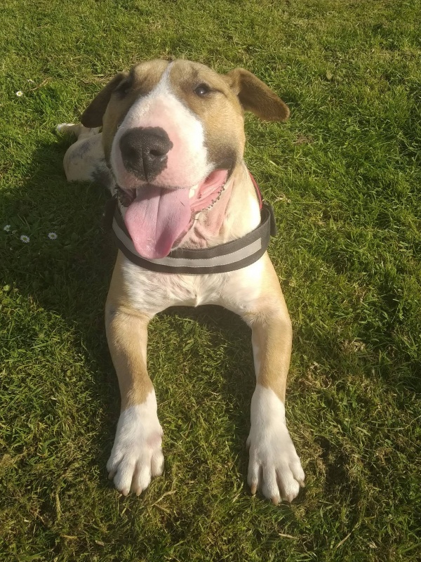 Foto Tyson