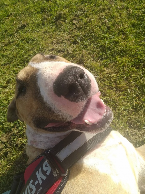 Foto Tyson
