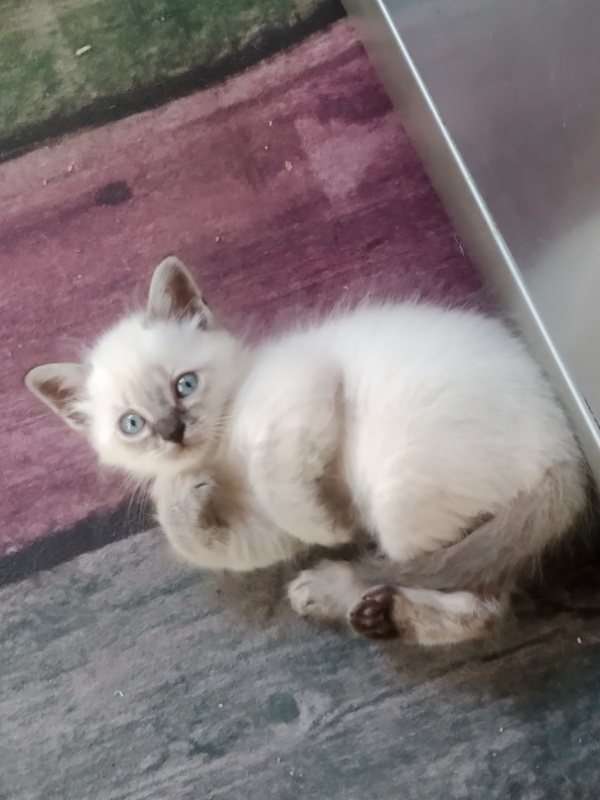 Foto Bambi
