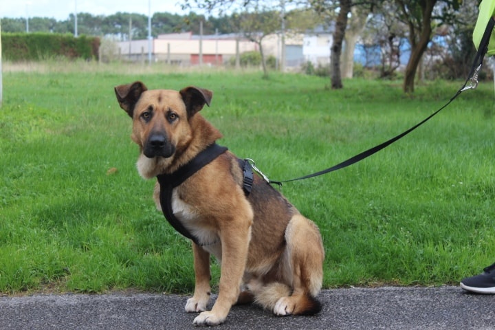 Foto Romeo