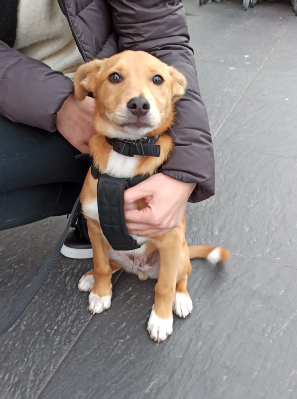 Foto Niko