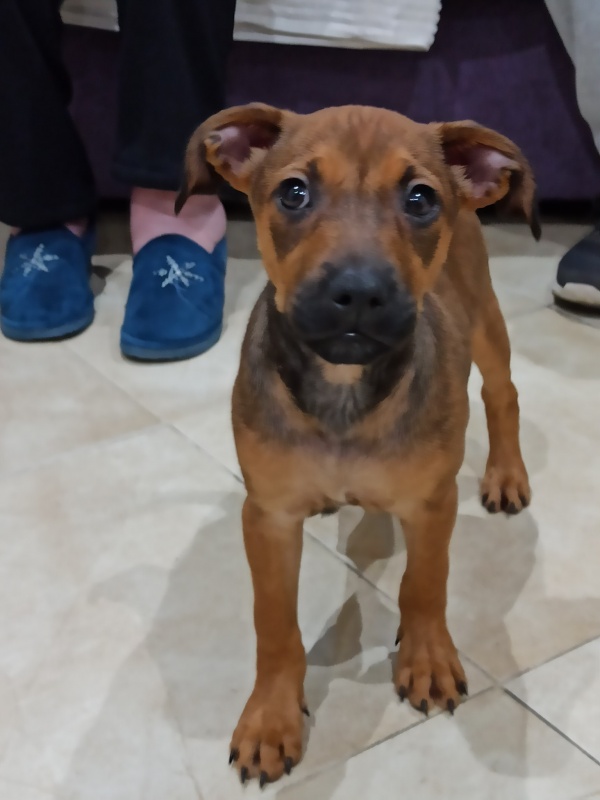 Foto Pizca