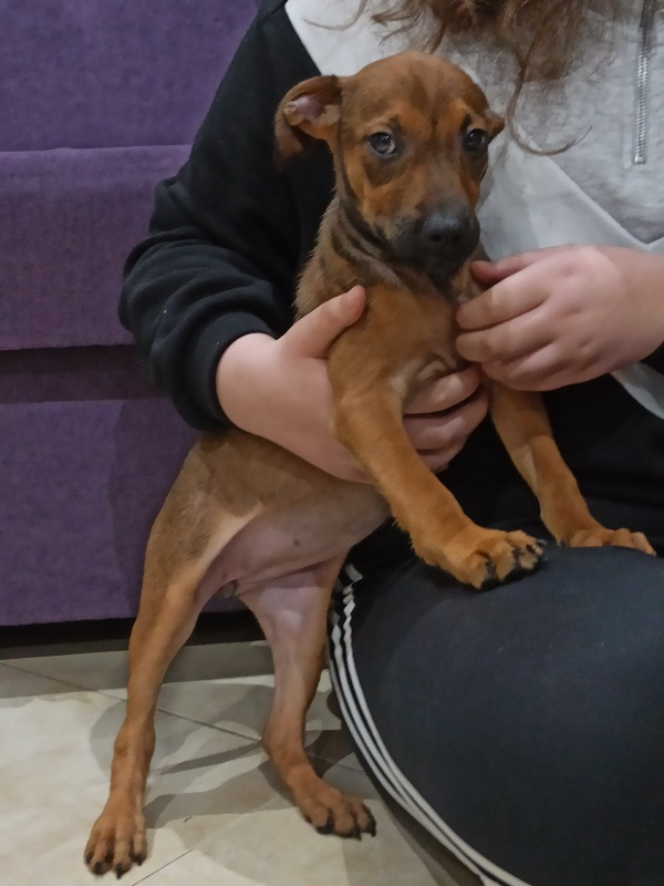 Foto Pizca