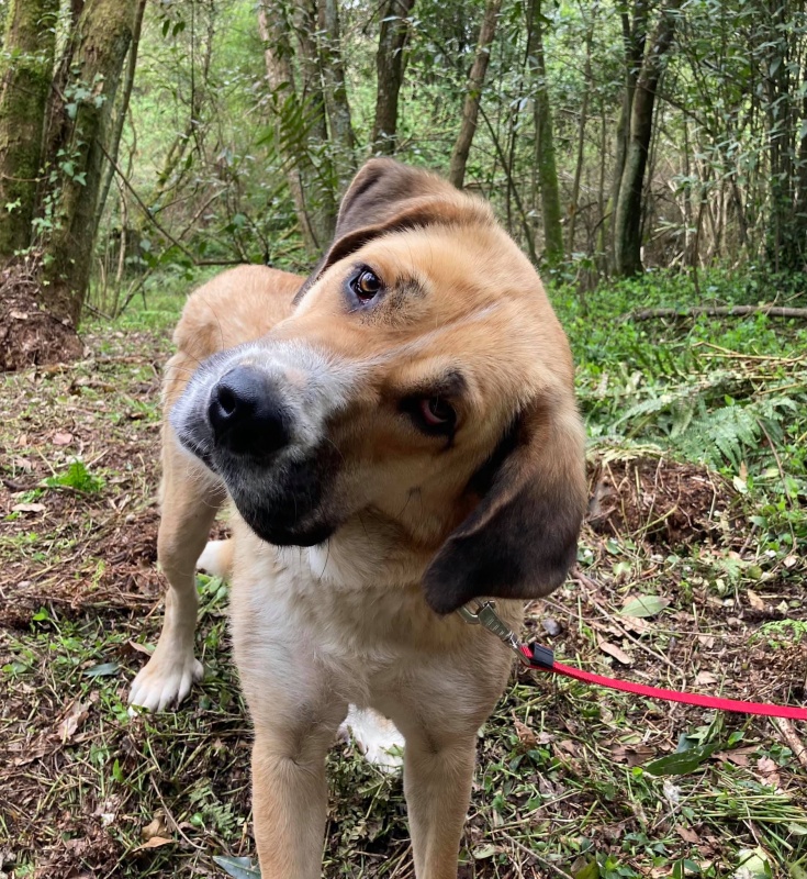 Foto Canela
