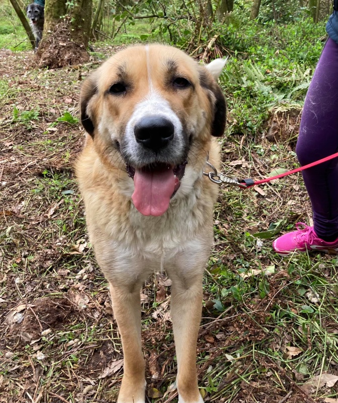 Foto Canela