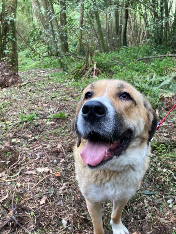 Foto Canela
