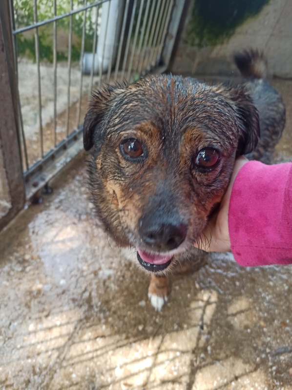 Foto Milú