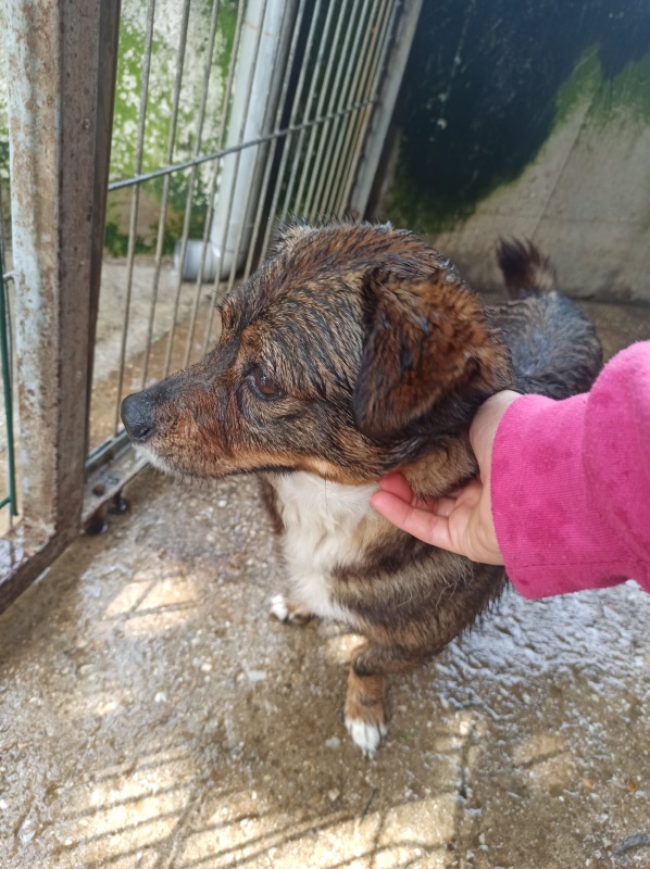 Foto Milú