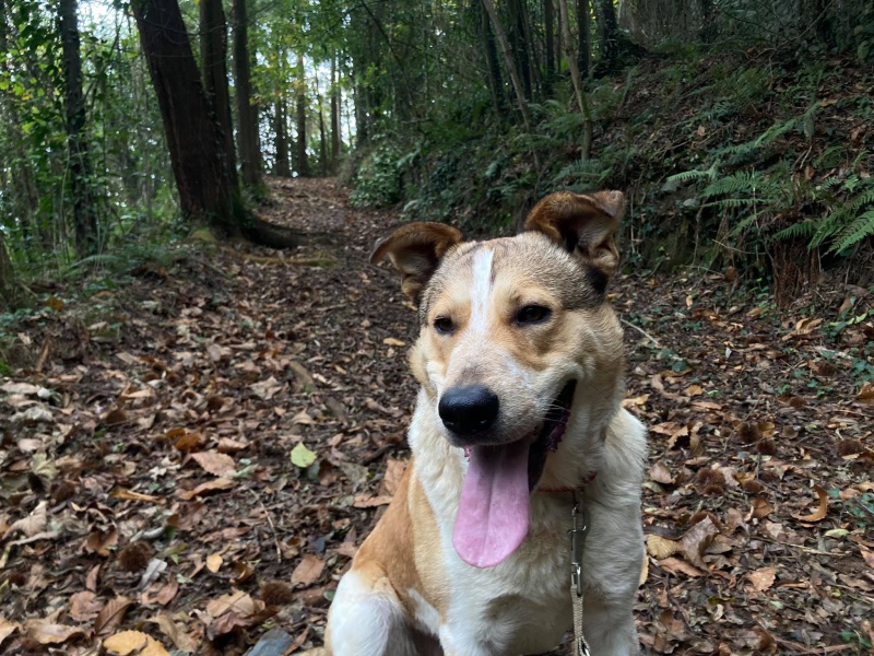 Foto Obi