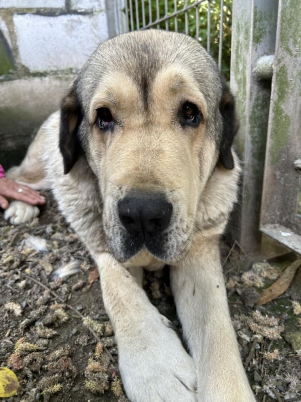 Foto Sandy
