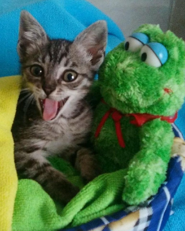 Foto ASLAN