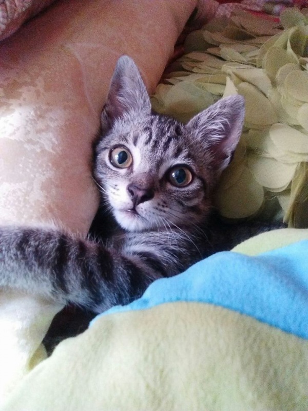 Foto ASLAN