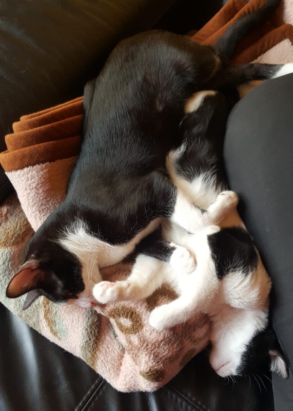 Foto SABINA Y ZEUS