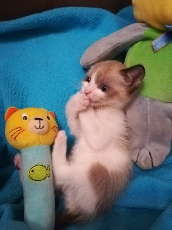 Foto LUCAS