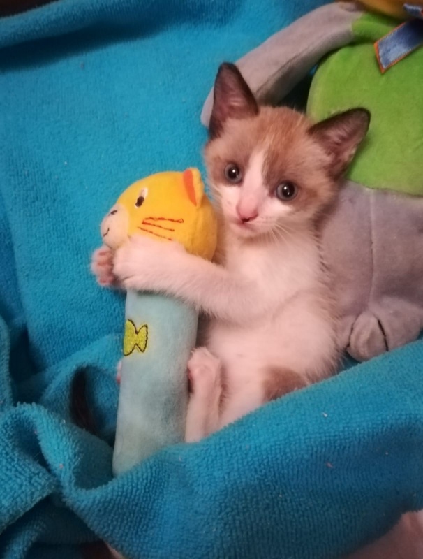 Foto LUCAS