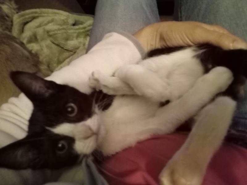 Foto OREO