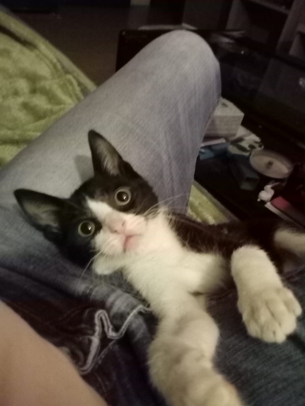 Foto OREO