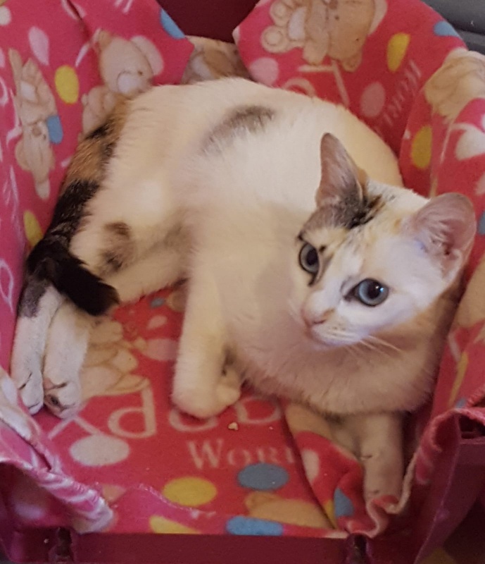 Foto NOA
