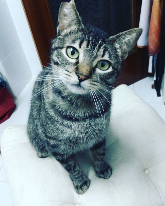 Foto PIPI