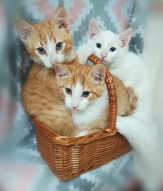 Foto IRIS (hembra), TALCO (macho)