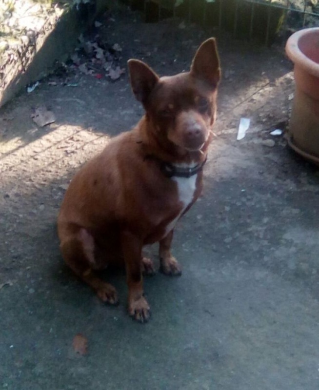Foto Bicho